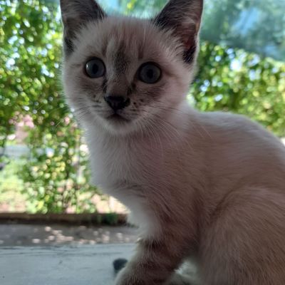 Мушук боласи сотилади