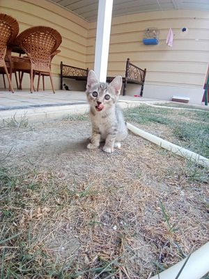 Продаётся котята. Мушукчалар сотилади.