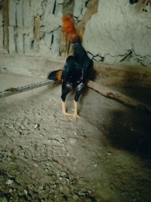 10 oyli juja xo'roz sotiladi.