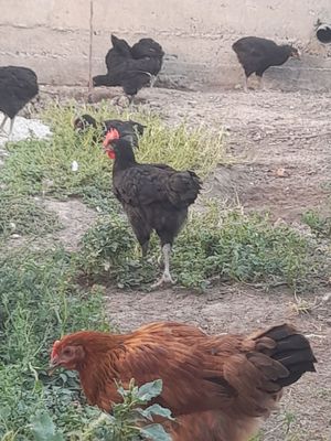 Кора шахзода жужа хурозлари