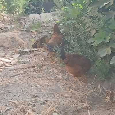 Tovuq va xorozlar tovuqlar endi tuxumga kiradi.