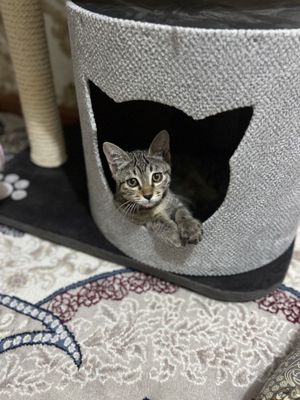 Отдам бесплатно котенок ( девочка) 2 месяца в самые добрые руки.