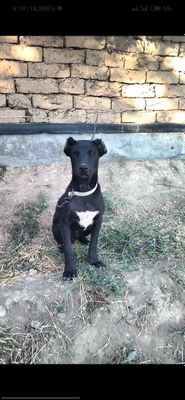 Nemechiskiy dog bilan Alabay miks 4 oylik buldi narxi 1 million