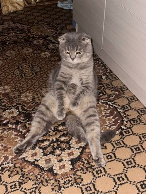 Веслоухий Британский Кот