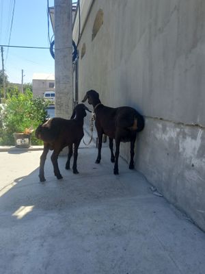 ona bola sotladi bolasi quchqor