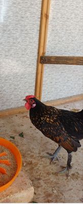 Yapon xoʻroz sotiladi