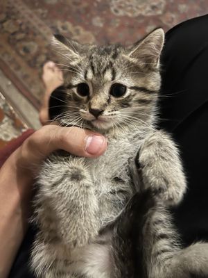 Красивая кошка ищет новый дом