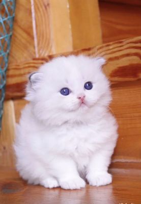 Чистокровные Котята Рэгдолл