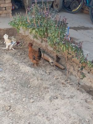 Yaponxoʻroz tovuq bollari bilan