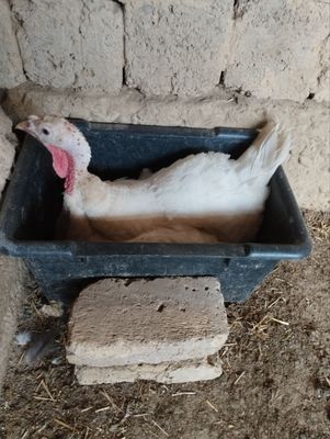 Kurk kurka sotiladi