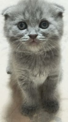 Котенок сотилажи
