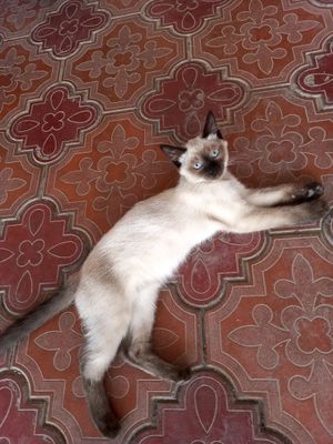 Продаётся сиамская кошка
