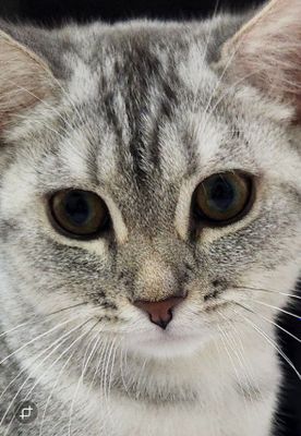 Котята породы скотиш страйт на продаже