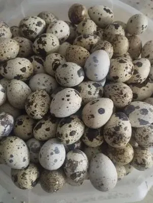 oq gigant bedana tuxumlari sotiladi