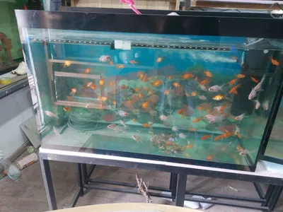 Аквариум разные виды