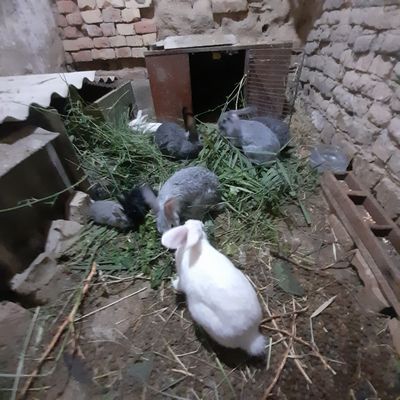 Поменяю кролей на одного взрослого барана или на 2 маленьких