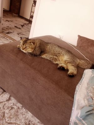 Продается кот 1 год