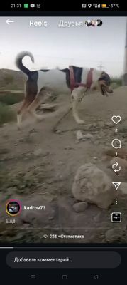 Салом алейкум алабай сотилади