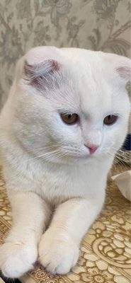 Скоттиш-фолд сотилади