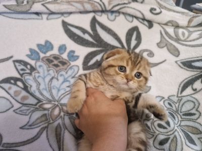 Продается котёнок Скотиш Фолд мальчик