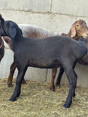Tyomni kashtan urgʻochi barra sotiladi