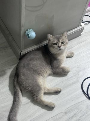 Голубая шиншилла на вязку