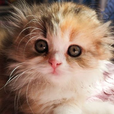 Пушистая котёнка/кошки/кота Скоттиш-фолд хайленд — девочка кошка