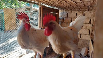 Продам домашнее петухи, хурозлар