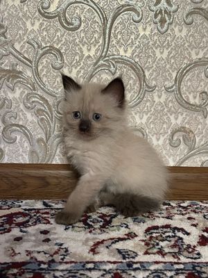 Mushuklar sotiladi.