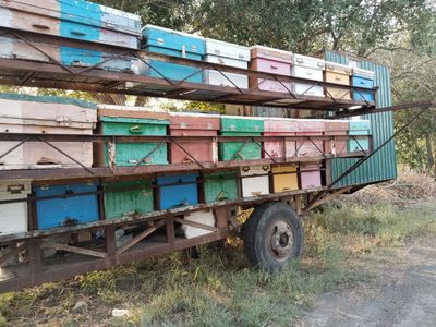 Асалари оиласи сотилади