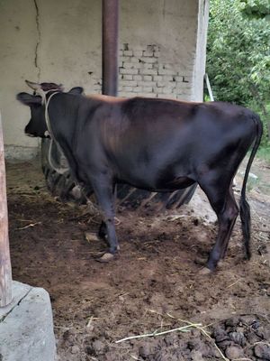 xukiz sotiladi narxi 25 mln