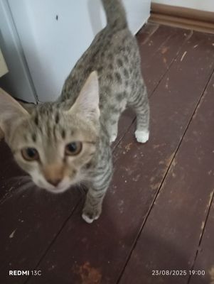 Mushuk bolalari 2 ta onasi bn