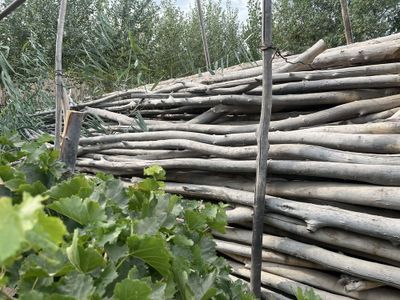 Ак терек агаш. Жайдынг басына койылатын агаш