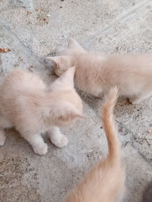 Котята британской породы
