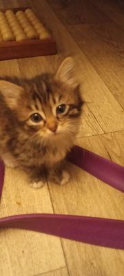 Отдаем милых котят бесплатно в добрые руки