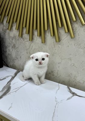 Скотиш фолд мальчик