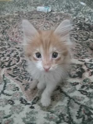 Отдам даром в Добрый руки
