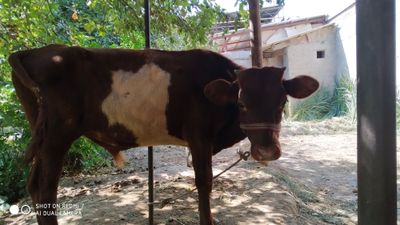 Mol sotiladi mol sotiladi