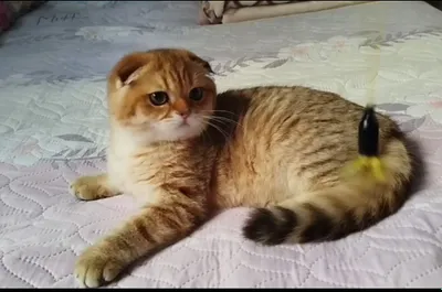 продается чистокровный фолд,шиншилла