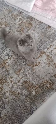 Uy mushugi sotiladi