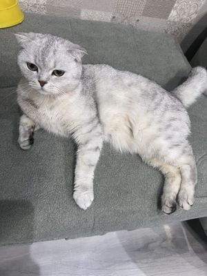 Серебристая шиншила 3 годика кошка