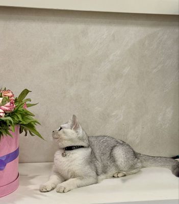 Вязка Vyazka :скоттиш стайт