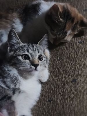 Отдам котят в хорошие руки