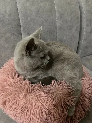 Британская кошка 9 мес