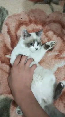 Серебристый рангол..