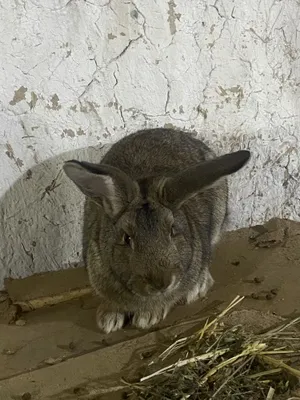 Quyonla sotiladi donaga va optomga