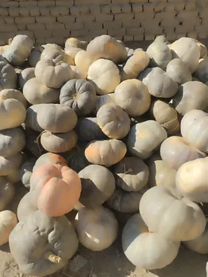 Nokis qalasi gone avtovakzalda