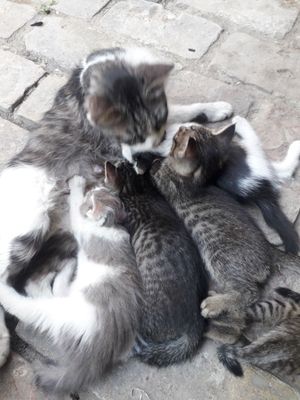 Отдам в хорошие руки