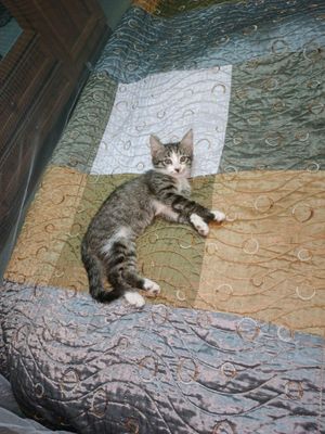 котенок