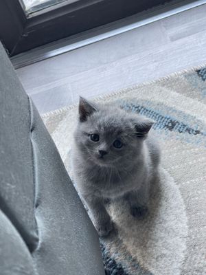 Продаются котята